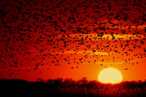 Blackbird-sunset-03