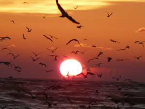 sunset-birds-over-sea