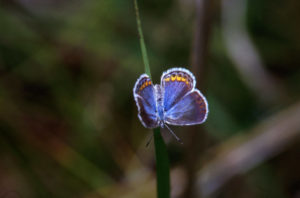 Karner_blue_butterfly